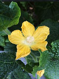 Close-up of yellow flower