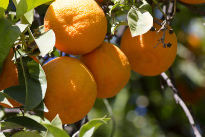 Close-up of oranges growing on tree