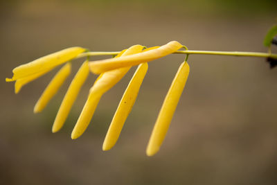 Close-up of yellow flowering plant