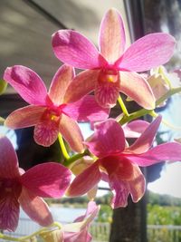 Close-up of pink flowers