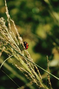 Lady bug with black and red looks beautiful in the day time