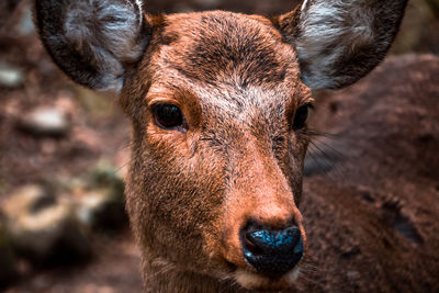 Close-up portrait of deer