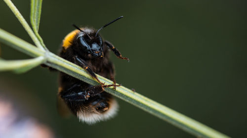 Close-up of insect on plant