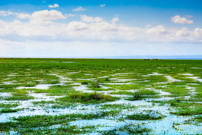 Scenic view of field against sky