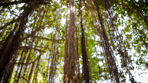 Low angle view of bamboo trees in forest
