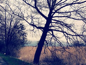 Bare trees against sky