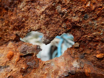 Close-up of tree trunk