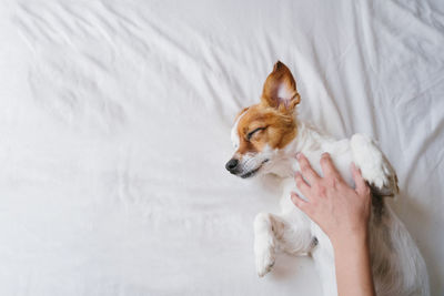 Cropped hand of person over dog lying on bed