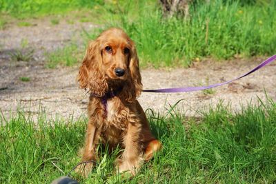 Dog on grass