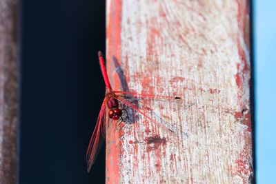 Close-up of insect on rusty metal