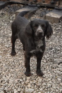 Portrait of dog standing on land