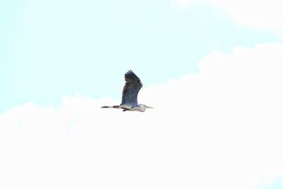 Low angle view of bird flying in sky