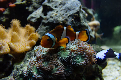 Close-up of fish swimming in sea