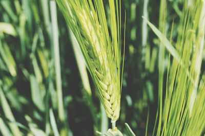 Close-up of wheat field