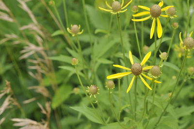 Close-up of yellow flowering plant on field