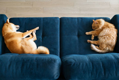 Top view of red cat and red shiba inu dog sleeping on blue couch