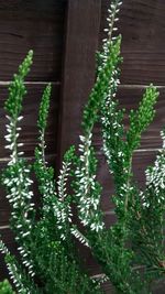 Plants growing on a wall
