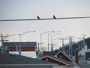 Birds perching on cable against clear sky