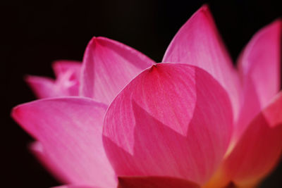 Close-up of pink water lily