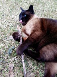 Cat sitting on a field