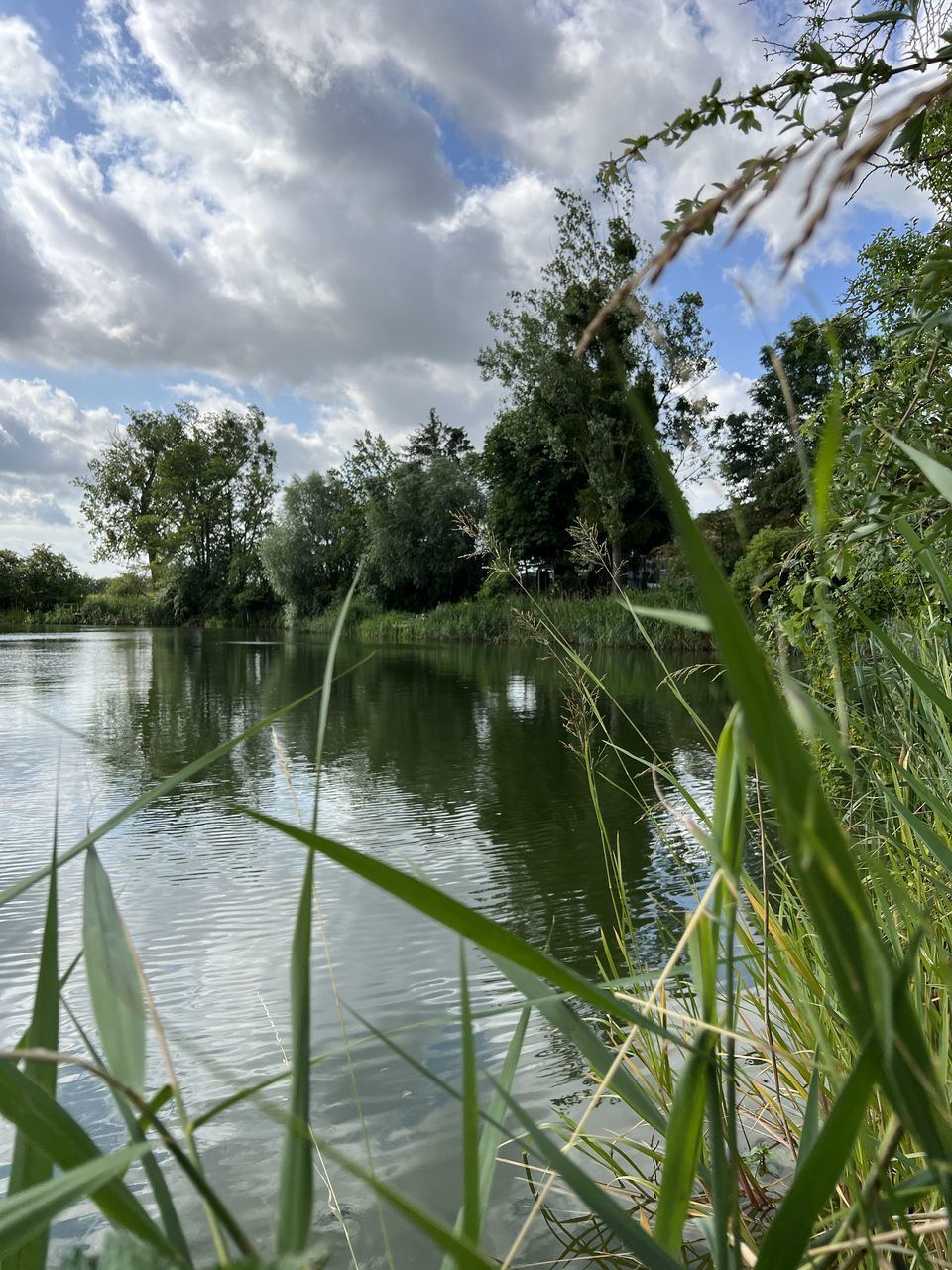 nature, plant, tree, green, sunlight, cloud, water, sky, beauty in nature, leaf, reflection, no people, branch, growth, day, outdoors, environment, flower, grass, tropical climate, plant part, tranquility, low angle view, scenics - nature