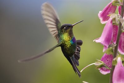 Close-up of bird perching on plant