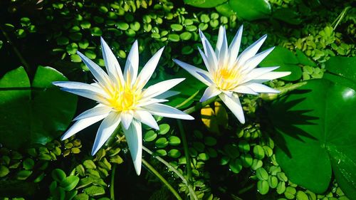 Close-up of flowers blooming outdoors