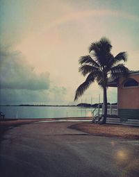 Palm trees on beach against sky