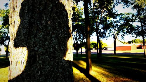 Shadow of trees on wall