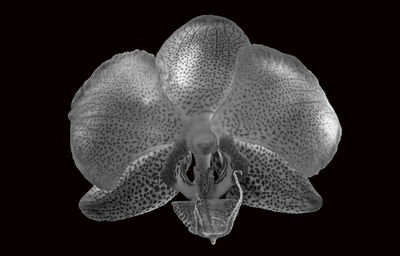 Close-up of flower against black background