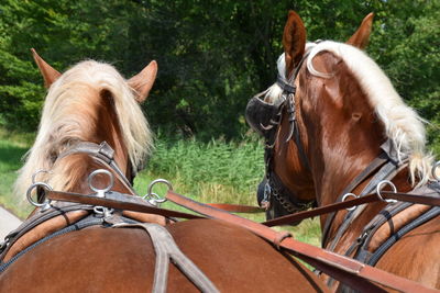 Harnessed horses in field