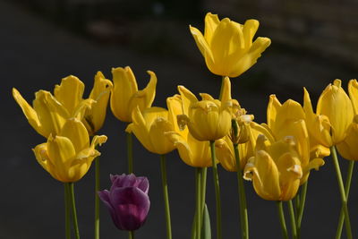 Close-up of yellow tulips