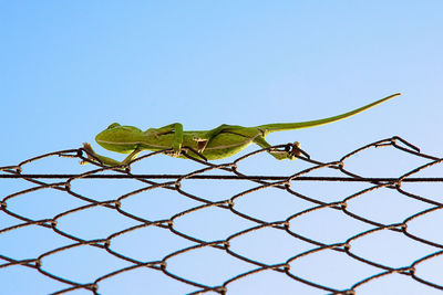 Lizard on fence against clear blue sky