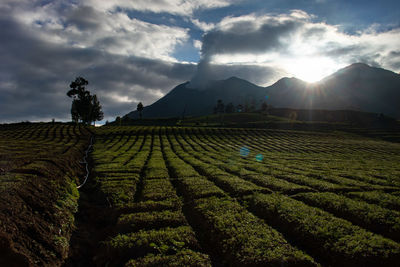 Scenic view of field against sky