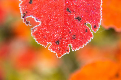 Beautiful red aronia leaves with a frosty edge. morning scenery in the garden. 