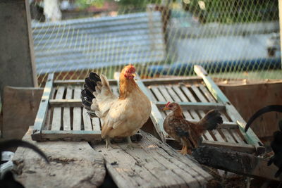 Pigeons in a farm