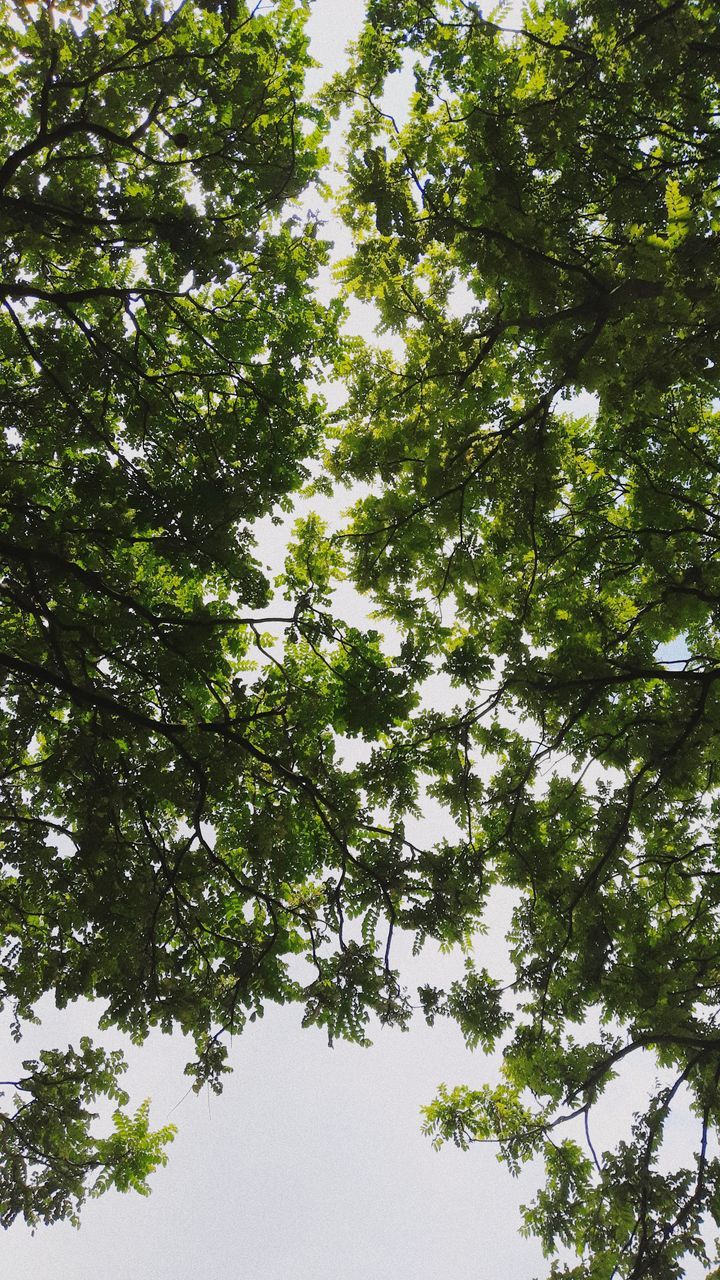 tree, plant, low angle view, growth, green color, beauty in nature, day, nature, sky, no people, tranquility, branch, outdoors, tree canopy, scenics - nature, tranquil scene, forest, idyllic, land, foliage, directly below, high