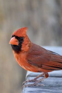 Close-up of bird perching on wood