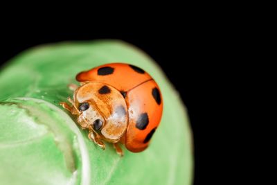 Close-up of ladybug on black background