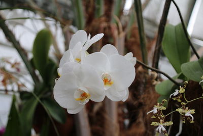 Close-up of white flowers blooming outdoors