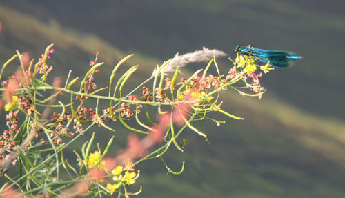 Close-up of insect on plant