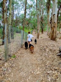 Dog running in forest