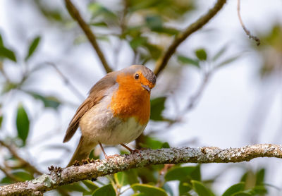 Close-up of bird perching on branch