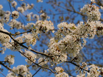 Low angle view of cherry blossom