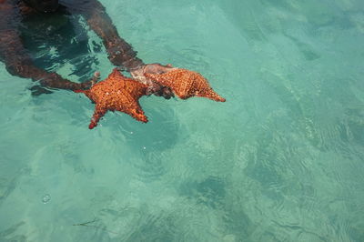 High angle view of fish swimming in sea