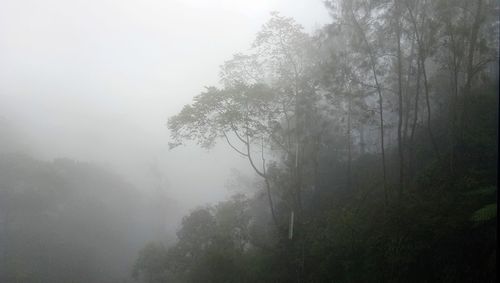 Trees in forest during foggy weather