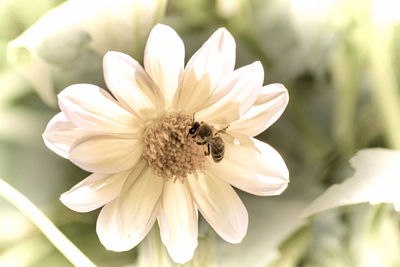 Close-up of insect on flower