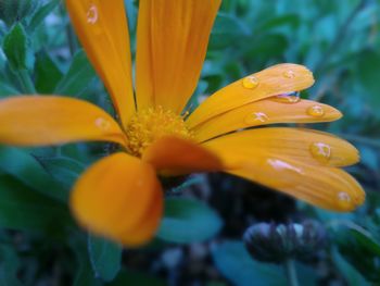 Close-up of yellow flowers