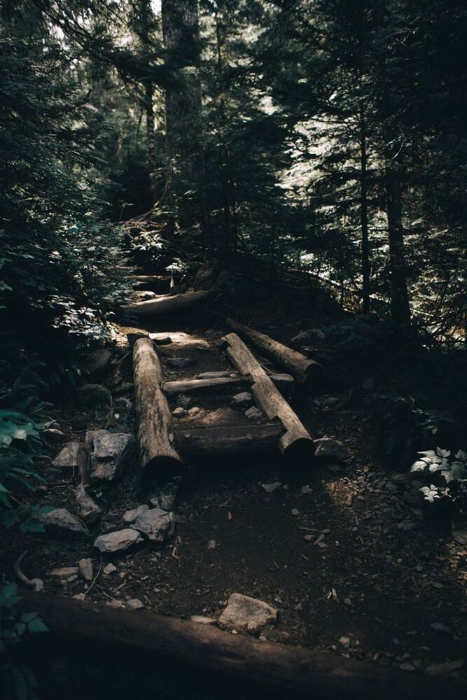 LOG ON TREE IN FOREST