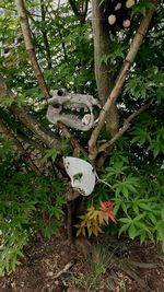 Tree trunk in forest